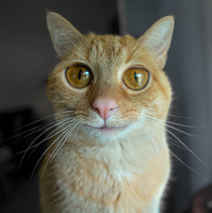 big eyed orange kitty