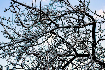 tree branches against blue sky, upper branches of a tree, korona drzewa, gałęzie, drzew, 