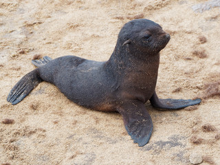 Baby seal on Namibia Atlantic Coast