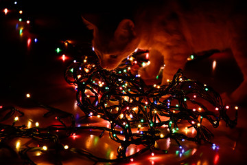 christmas lights on black background with cat