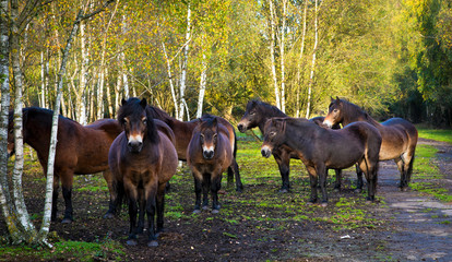 Wild Horses in the woods - Skipwith Common, York, England, UK