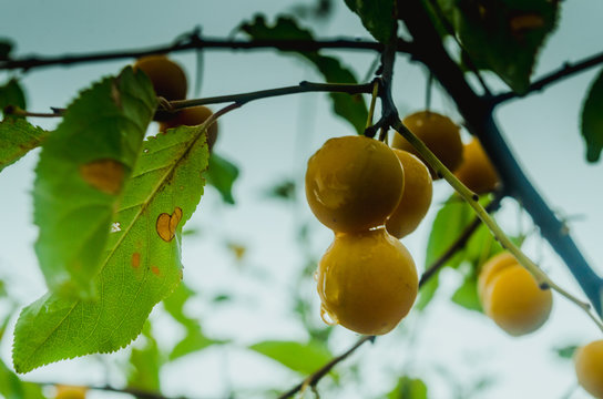 branch with berries ripe Alchi. Nature of Azerbaijan