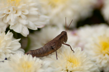 Young grasshopper on a flower