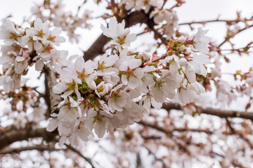 cherry blossom in spring
