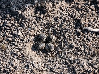 killdeer eggs