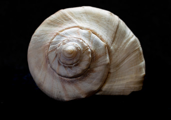 seashell on black background