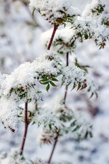 snow covered branches of a tree, little, powdery snow, winter in spring, nature