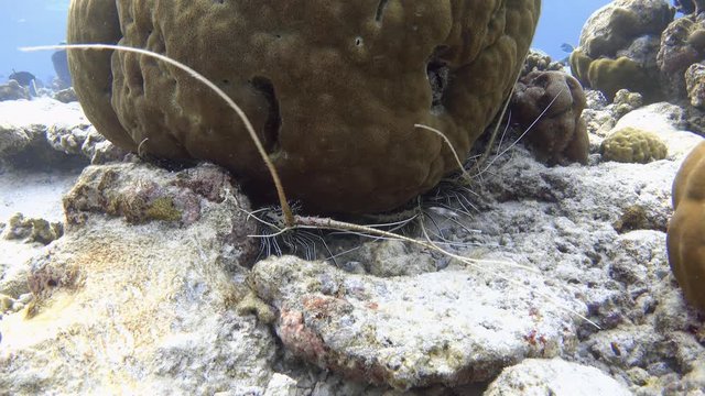 Group of painted spiny lobsters under the coral. Indian ocean, Maldives. 4K