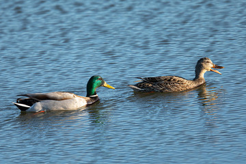 Wild ducks couple,  seen in a North California marsh