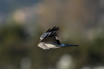 Extremely close view of a male hen harrier gliding while hunting, seen in the wild in North California
