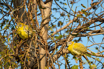 Yellow footed green pigeon or yellow-legged green pigeon at keoladeo national park or bhartpur bird sanctuary, rajasthan, india - Treron phoenicoptera © Sourabh