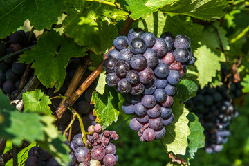 Bunch of ripe red grapes and vine leaves in sunshine close up