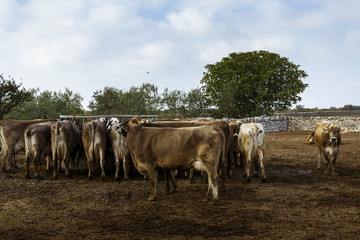  Vacas de producción de leche en establecimiento rural en Italia