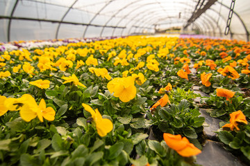 Gewächshaus Greenhouse Gardener plants
flowers
plant
