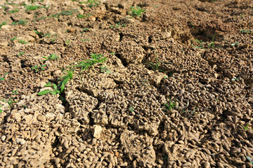 The phenomenon of El Nino affect global climate. The increased heat, causing drought