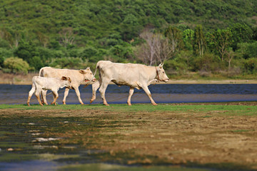 Little cattles calf strain beef master happy in the kui buri grassland with mountain background....