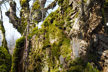 tree with moss on roots in a green forest or moss on tree trunk. Tree bark with green moss. Azerbaijan nature.