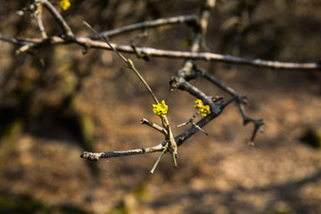 Tree in early spring. View from below. Selective focus.