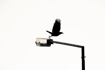 crow on the lamppost black and white and fly