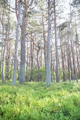 Obraz premium Blaubeeren im Pinienwald bei Sonnenschein