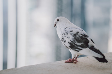 Beautiful white pigeon on the balcony
