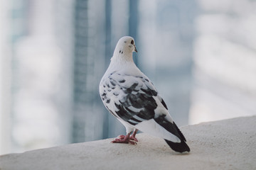 Beautiful white pigeon on the balcony