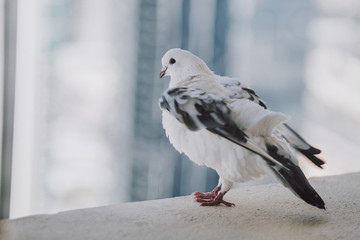 Beautiful white pigeon on the balcony