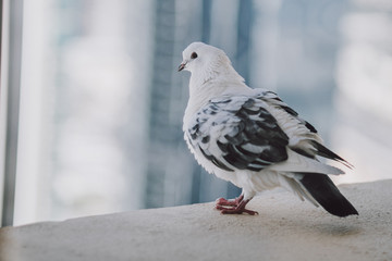 Beautiful white pigeon on the balcony