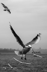 seagull in istanbul