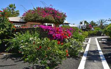 Fototapeta na wymiar Holiday Villas and Gardens with Bougainvillea and path.