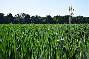 Campo de trigo verde 