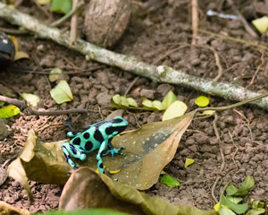 Black and green dart frog crouches on large brown leaf