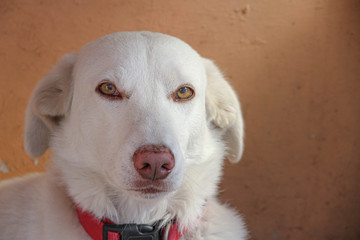 PERRO BLANCO 2 MIRADA
