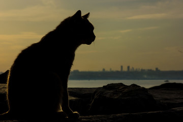 silhouette of a cat on the sunset in turkey