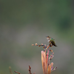 Female Volcano Hummingbird crouches on narrow tiny with beak slightly turned upward