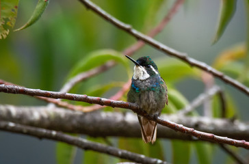 Male White-throated Mountain-gem rests on gnarled brown stem with head turned to the left