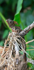 Jesus Christ Lizard looks around after raising its forebody off the top of a knot of grass