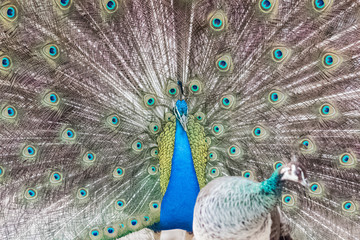 Naklejka premium peacock with its magnificent tail opened wide