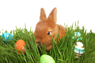 Fototapeta premium Adorable fluffy bunny with Easter eggs in green grass against white background