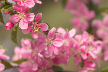 A bee on a pink apple blossom