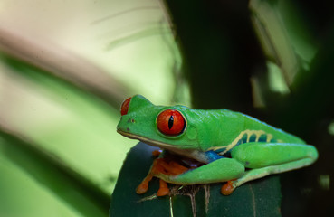 Red-Eyed Tree Frog rest on dark green leaf