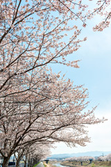 Fototapeta na wymiar View of full blooming of cherry blossom along Muko river in Sanda city, Hyogo, Japan