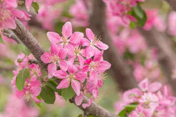 Pink crabapple blossoms on a tree