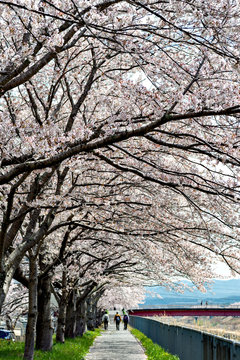 Muko Bilder Durchsuchen 322 Archivfotos, und Videos