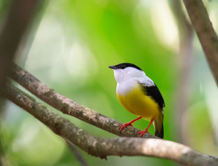 Closeup side view of male White-collared Manakin standing on brown branch - 337838186