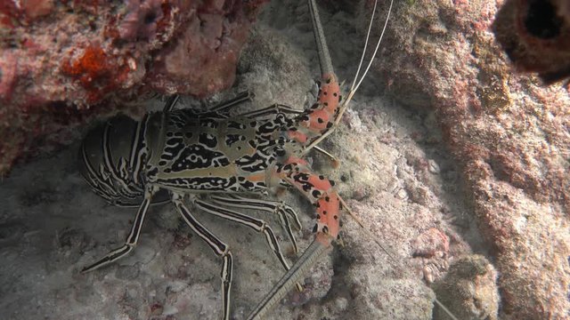 Painted spiny lobster in a shelter under the coral. Indian ocean, Maldives. 4K