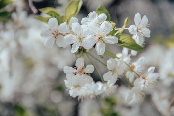 Fototapeta na wymiar A branch of blooming white cherry close-up. Closeup. Floral background for your design.
