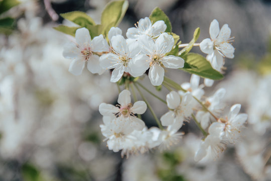 A branch of blooming white cherry close-up. Closeup. Floral background for your design.
