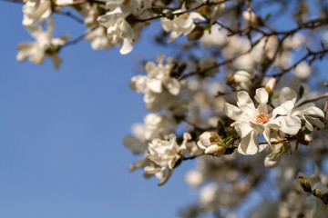 Branches of a star magnolia tree