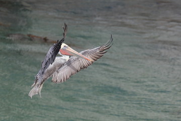 Brown Pelican in flight